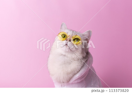 white cat in yellow glasses is sitting in a white bathrobe, on a pink background 113373820