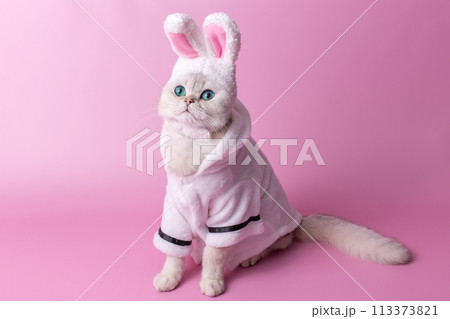 Funny white cat in a hat with bunny ears, in a white coat, on a pink background Funny white cat in a hat with bunny ears, in a white coat, on a pink background 113373821