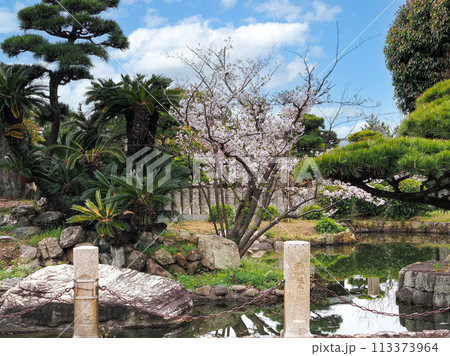 兵庫県 高砂市 曽根天満宮 桜 113373964