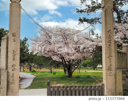 兵庫県 高砂市 曽根天満宮 桜 113373966
