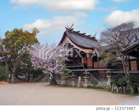 兵庫県 高砂市 曽根天満宮 桜 兵庫県 高砂市 曽根天満宮 桜 113373987
