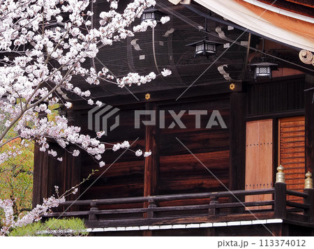 兵庫県 高砂市 曽根天満宮 桜 兵庫県 高砂市 曽根天満宮 桜 113374012