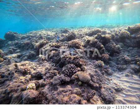 Bluespotted cornet fish, smooth cornet fish or smooth flutemouth at coral reef.. Bluespotted cornet fish, smooth cornet fish or smooth flutemouth at coral reef.. 113374304