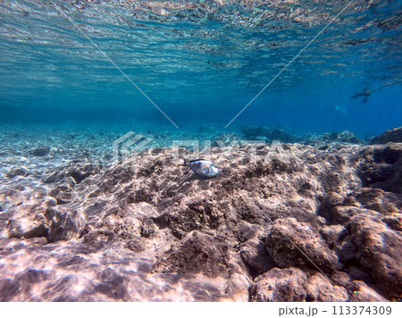 Surgeon fish or sohal tang fish (Acanthurus sohal) at the Red Sea coral reef.. 113374309