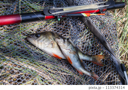 Common perch or European perch (Perca Fluviatilis) with float rod on black fishing net.. 113374314