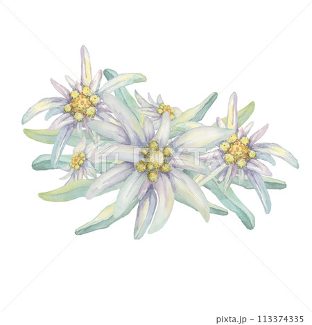 Edelweiss clipart set. Watercolor illustration of three flowers and leaves. Leontopodium nivale hand drawn artwork isolated on white background. Design for printing, cards, apparel, stickers, wall art Edelweiss clipart set. Watercolor illustration of three flowers and leaves. Leontopodium nivale hand drawn artwork isolated on white background. Design for printing, cards, apparel, stickers, wall art 113374335