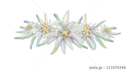 Edelweiss clipart set. Watercolor illustration of wildflowers and leaves. Leontopodium nivale hand drawn artwork isolated on white background. Design for printing, cards, apparel, stickers, wall art 113374348