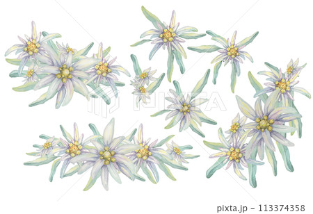 Edelweiss clipart set. Watercolor illustration of flowers and leaves. Leontopodium nivale hand drawn artwork isolated on white background. Design for printing, cards, apparel, stickers, wall art 113374358