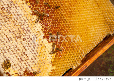 Working bees on the yellow honeycomb with sweet honey.. Working bees on the yellow honeycomb with sweet honey.. 113374397