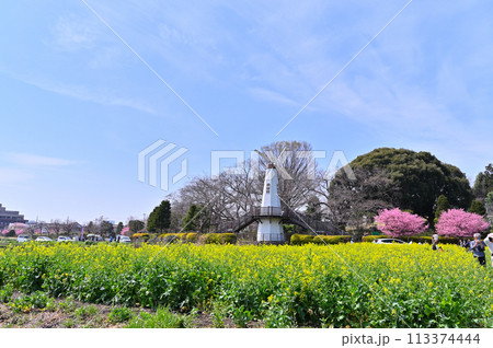 春の見沼の風景　埼玉県　さいたま市 113374444