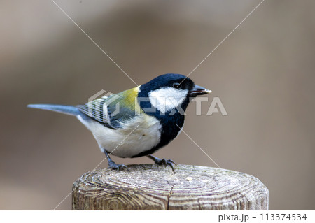 杭に止まるシジュウカラ 113374534