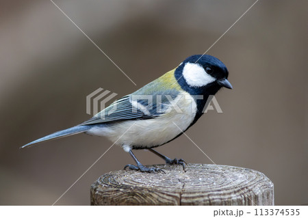 杭に止まるシジュウカラ 113374535