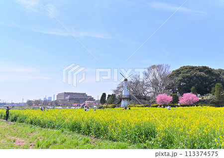 春の見沼の風景　埼玉県　さいたま市　さいたま新都心・大宮方面 113374575