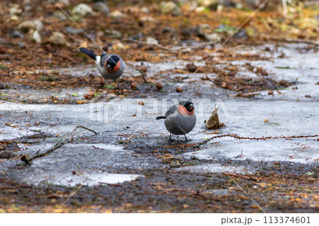 残雪の上で餌を探すウソ 113374601