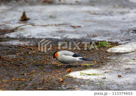 残雪の上で餌を探すウソ 残雪の上で餌を探すウソ 113374603