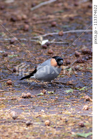 地面に降りたウソ 地面に降りたウソ 113374622