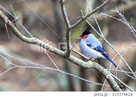 枝にとまるウソ 枝にとまるウソ 113374628