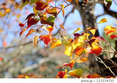 鮮やか　色づくナンキンハゼの葉 113374735