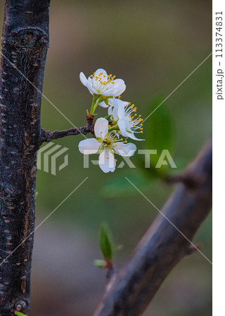 梅の花に似ている果樹のプラムの花が咲く、春の風景 113374831