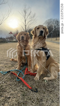 公園でのお散歩 公園でのお散歩 113375150