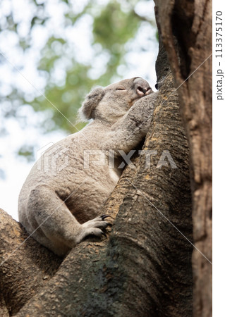 Australian Koala 113375170
