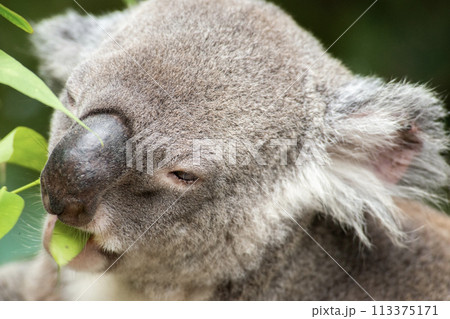 Australian Koala 113375171