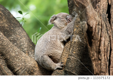 Australian Koala 113375172