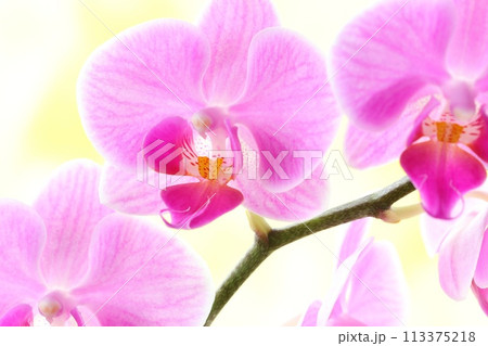 ミニ胡蝶蘭 ピンク色のランの花 明るい背景 ミニ胡蝶蘭 ピンク色のランの花 明るい背景 113375218