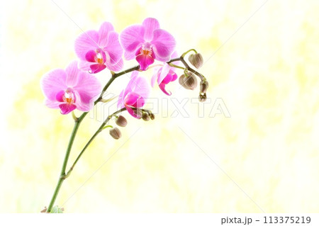 ミニ胡蝶蘭 ピンク色のランの花 明るい背景 ミニ胡蝶蘭 ピンク色のランの花 明るい背景 113375219
