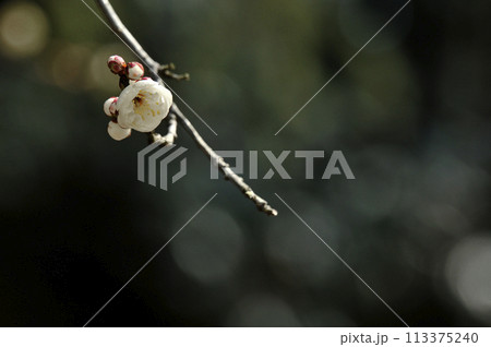 玉牡丹という綺麗な白色の花の咲く花梅とつぼみ 113375240