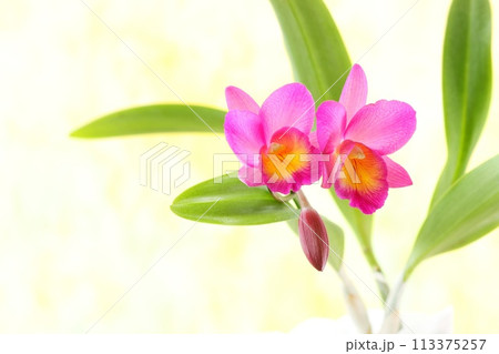 ピンク色のカトレア ワイノットウォーク 明るい背景 ピンク色のカトレア ワイノットウォーク 明るい背景 113375257