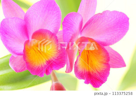 ピンク色のカトレア ワイノットウォーク 明るい背景 ピンク色のカトレア ワイノットウォーク 明るい背景 113375258