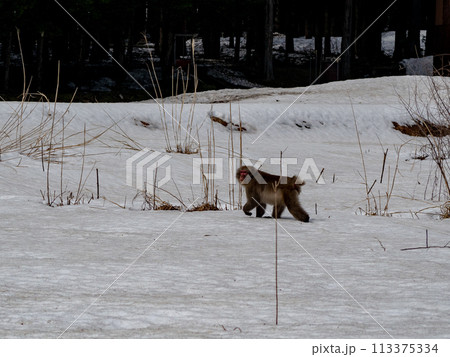 冬の雪原を歩く野生の猿　遠景 113375334