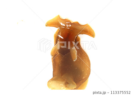 アメフラシ 113375552