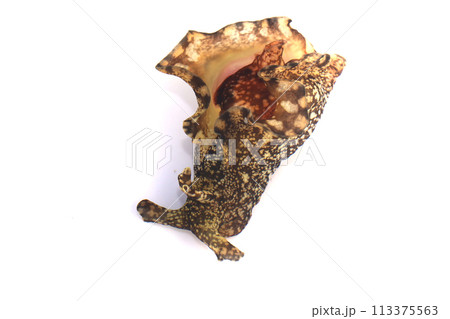 アメフラシ 113375563