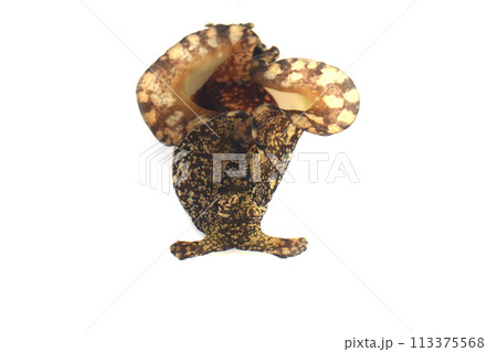 アメフラシ アメフラシ 113375568