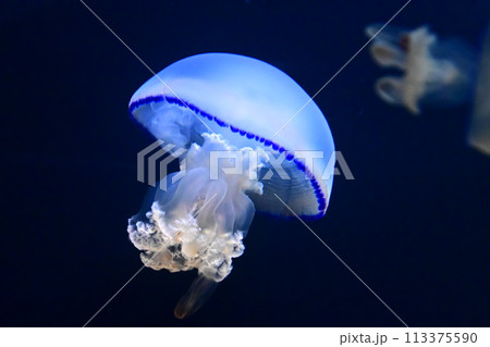 クラゲ 113375590