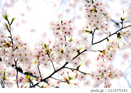 満開の桜の花、桜の花のクローズアップ、染井吉野、桜のフレーム 113375591
