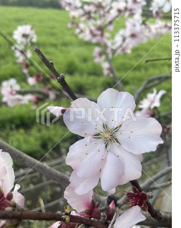 アーモンドの花 113375715