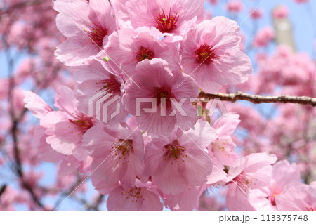 雪国で桜が満開に 113375748