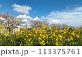 桜と菜の花 113375761