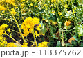 菜の花とミツバチ 113375762