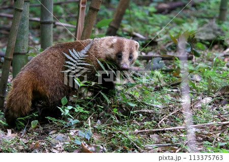 アナグマ アナグマ 113375763