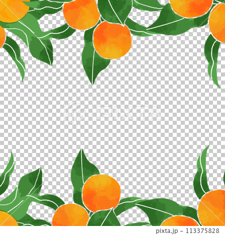 柑橘の背景素材 113375828