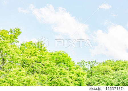 鮮やかな新緑とパステル色の空 113375874