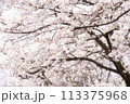 一面に広がる桜の木 113375968