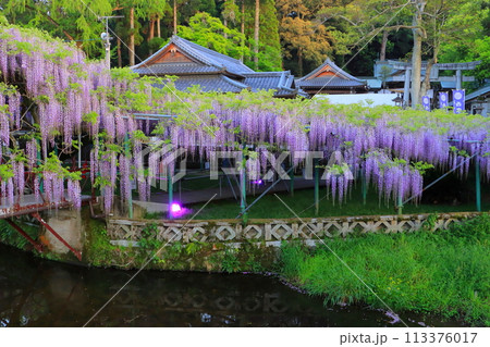 満開の藤棚と西寒田神社（大分市） 113376017