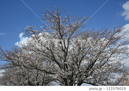 江戸川堤(千葉県松戸市)の桜、日本の音百選顕彰碑付近 江戸川堤(千葉県松戸市)の桜、日本の音百選顕彰碑付近 113376029