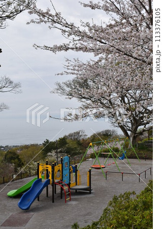 清明過ぎの神奈川県内のサクラ 清明過ぎの神奈川県内のサクラ 113376105