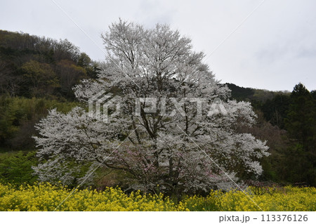 清明過ぎの神奈川県内のサクラ 清明過ぎの神奈川県内のサクラ 113376126